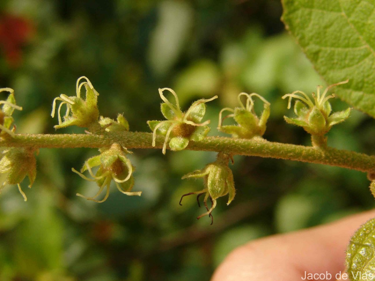 Croton caudatus Geiseler